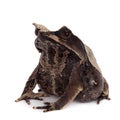 The long-nosed horned frog on white Royalty Free Stock Photo