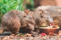 The long-nosed potoroo (Potorous tridactylus)