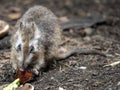 long-nosed potoroo, Potorous tridactylus, is one of the very small kangaroos