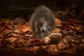 Long-nosed potoroo, Potorous tridactylus, small marsupials are part of rat kangaroo family. Smallest kangaroo from Australia, cute