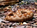 Long nosed viper snake