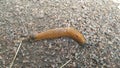 slug with dark horns crawls along a rocky path Royalty Free Stock Photo