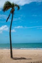 Long palm tree in a sandy beach