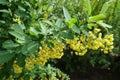 Long panicles of yellow flowers of barberry in spring