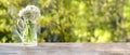 long panorama, bouquet of wild garlic flowers on old wooden table in garden, beautiful blurred natural landscape in background Royalty Free Stock Photo