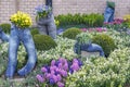 Long pants used as planters for Narcissus, muscari and tulips between the boxwood and Euonymus