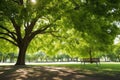 long park bench under a wide-spreading shade tree in museum grounds Royalty Free Stock Photo