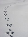 Path of dog traces on white snow top view Royalty Free Stock Photo