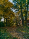 Long path between autumn trees full of fall leaves