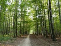 Straight road path in the forest going forward surrounded by trees Royalty Free Stock Photo