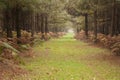 Long path through pine tree forest in Autumn Fall