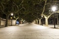 Long path street lined with green trees at night in spain