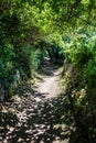 Long path in the summer fresh shade under green foliage