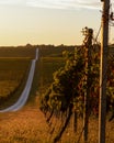 Long pathway in a grassy field near a vineyard