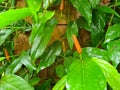 Long Pepper is a condiment that uses condiments. And the ingredients of ancient medicine. Royalty Free Stock Photo