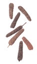 Long pepper isolated on white background. Heap of pippali or piper longum. Top view. Royalty Free Stock Photo