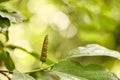 Long pepper or Piper longum Royalty Free Stock Photo