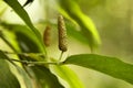 Long pepper or Piper longum Royalty Free Stock Photo