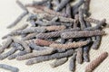 Long pepper Piper longum Royalty Free Stock Photo