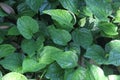 Long pepper Piper longum, sometimes called Indian long pepper or pipli, is a flowering vine in the family Piperaceae, cultivated Royalty Free Stock Photo