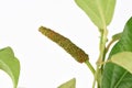 Long pepper or Piper longum on tree. Royalty Free Stock Photo