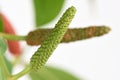 Long pepper or Piper longum on tree. Royalty Free Stock Photo