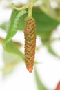 Long pepper or Piper longum on tree. Royalty Free Stock Photo