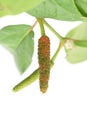 Long pepper or Piper longum on tree. Royalty Free Stock Photo