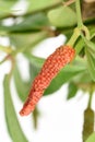 Long pepper or Piper longum on tree. Royalty Free Stock Photo