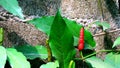 Long Pepper vegetable vine in garden, Helps to expectorate, reduce itching, reduce cough, reduce flu Relieve toothache Resolve