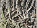 Rough bark of an old tree. Royalty Free Stock Photo