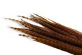 Long pheasant feathers on a white background Royalty Free Stock Photo