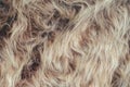 Long pile fur background