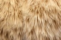 long pile natural fur, backlit