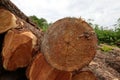 Long pine trunks on logging close up weathered, trunk saw cut pattern sky background Royalty Free Stock Photo