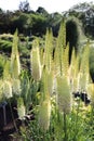 Long plant in a garden. Asphodelaceae plant and botanical. Garden and vegetation in the summer.