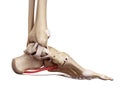 The long plantar ligament