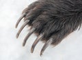 Long powerful claws on the front paw of brown bear Royalty Free Stock Photo