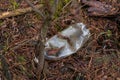 Long process of decomposition of a plastic bottle in the forest Royalty Free Stock Photo