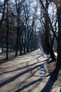 Long promenade in park with tree line tunnel Royalty Free Stock Photo