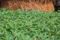 Long purple brinjal vegetable plants field. Purple eggplant field landscape views