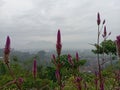 long purple celosia flower plant growing on the mountain, against the background of hills and morning dew sky, celosia boroco