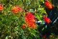 Long rangy orange flower in the garden with a background of green leaves