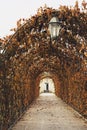 Long red Autumn alley with lantern