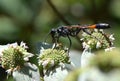 Common Thread Waisted Wasp Royalty Free Stock Photo