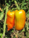 Long red green tomatoes closeup Royalty Free Stock Photo