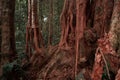 Long red roots of the sacred tree in the mysterious forest Royalty Free Stock Photo