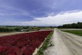 Long red row of flower field along the road with cloud and blue sky Royalty Free Stock Photo