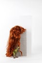 Long red wig cinder block and trex