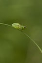 Long Reed Frog, Hyperolius nasutus Royalty Free Stock Photo